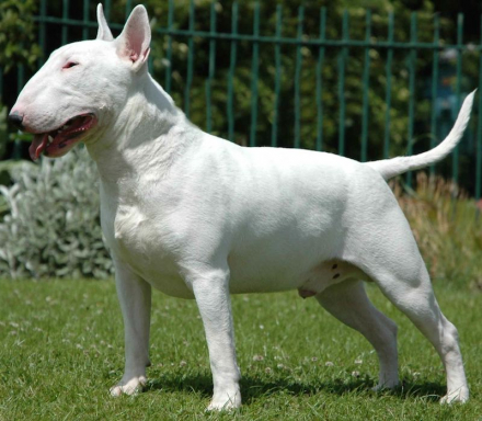 Bull-Terrier-01.jpg