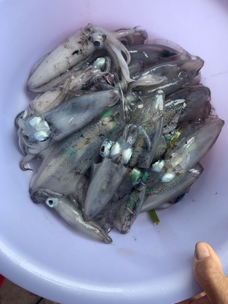 Cần tư vấn du lịch cuối tuần ở đảo Phú Quý-Bình Thuận Cần tư vấn du lịch cuối tuần ở đảo Phú Quý-Bình Thuận