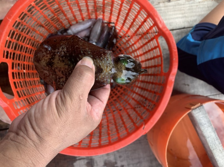 Cần tư vấn du lịch cuối tuần ở đảo Phú Quý-Bình Thuận Cần tư vấn du lịch cuối tuần ở đảo Phú Quý-Bình Thuận