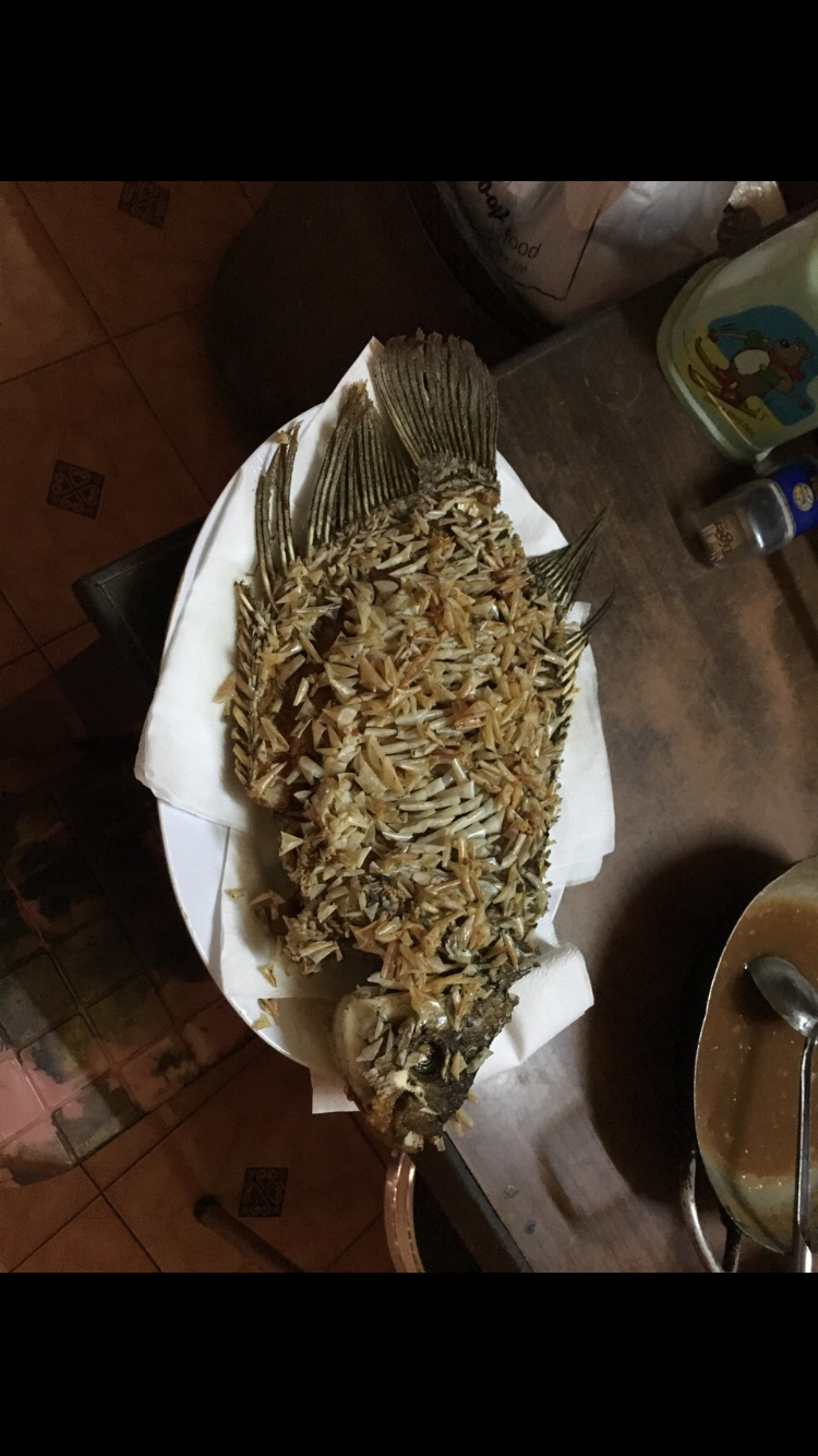 chia sẻ kinh nghiệm nuôi cá tai tượng chia sẻ kinh nghiệm nuôi cá tai tượng