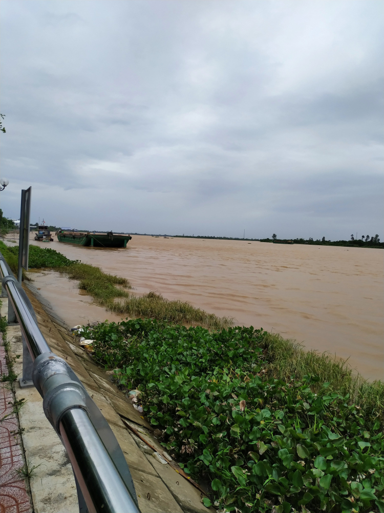 Mùa cá linh đến rồi ông giáo ơi Mùa cá linh đến rồi ông giáo ơi