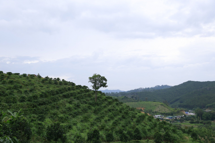 Trang trại sinh thái Lâm Nguyên- Lâm Đồng. LH 0901861620