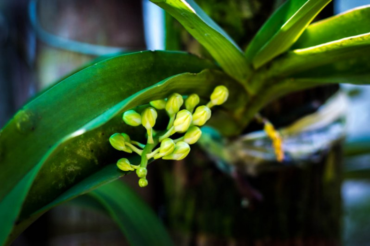 Vườn hoa của ... các bác! Em mời các bác vào đây ... trồng hoa ạ! Vườn hoa của ... các bác! Em mời các bác vào đây ... trồng hoa ạ!