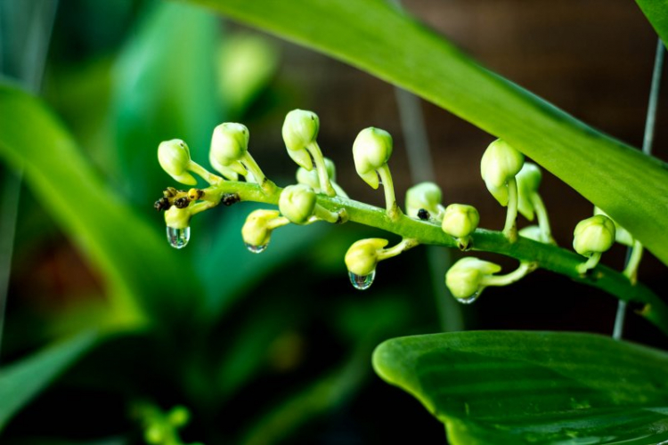 Vườn hoa của ... các bác! Em mời các bác vào đây ... trồng hoa ạ! Vườn hoa của ... các bác! Em mời các bác vào đây ... trồng hoa ạ!