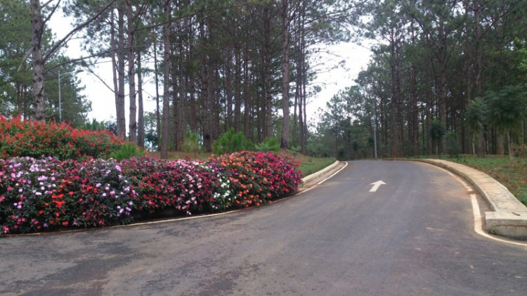 Tour cuối tuần Dalat ngắm hoa quỳ Tour cuối tuần Dalat ngắm hoa quỳ
