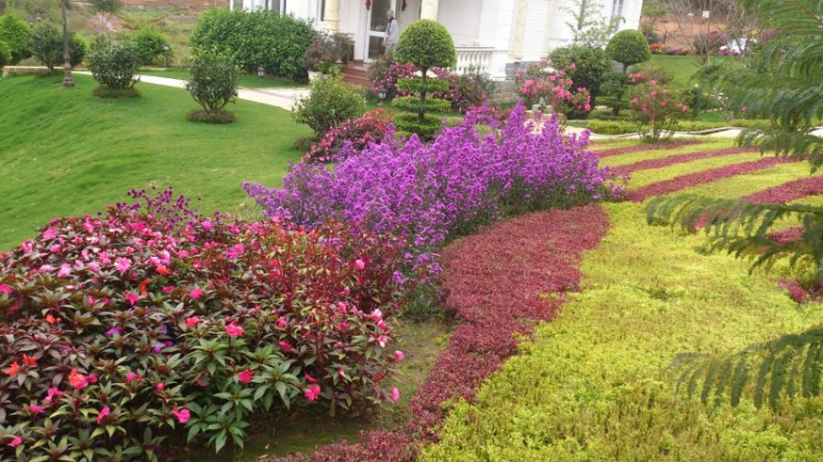 Tour cuối tuần Dalat ngắm hoa quỳ Tour cuối tuần Dalat ngắm hoa quỳ
