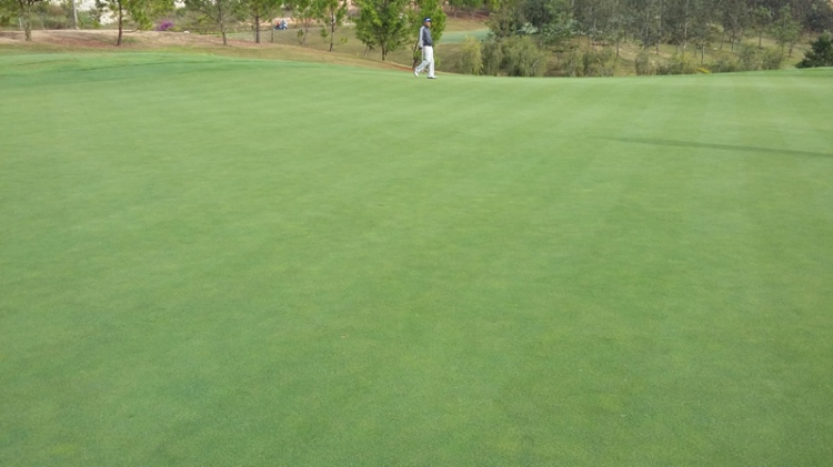 Câu lạc bộ Golf SFC Câu lạc bộ Golf SFC