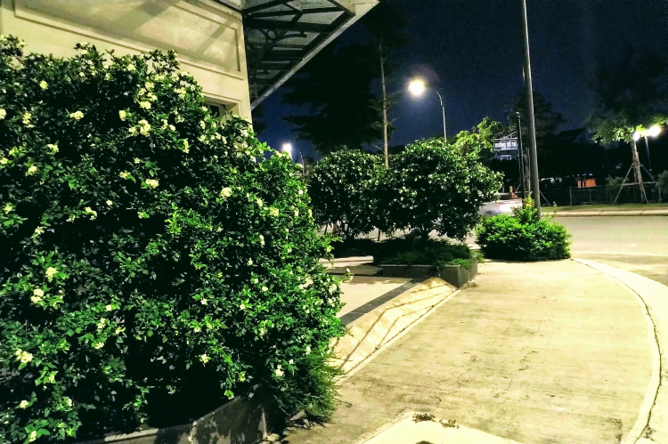 Bên trong khu biệt thự Lake View City vắng bóng cư dân ở quận 2 Bên trong khu biệt thự Lake View City vắng bóng cư dân ở quận 2