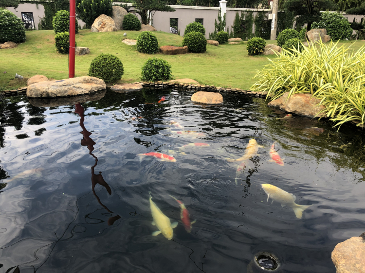 xin review du lịch Bà Rịa - greenfield farmstay? xin review du lịch Bà Rịa - greenfield farmstay?
