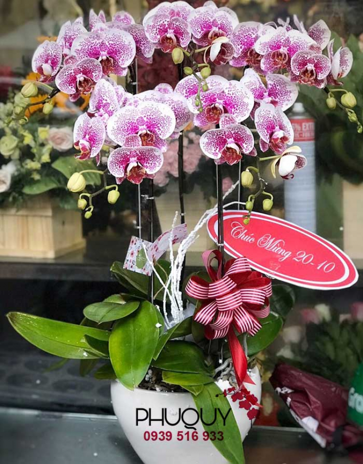 Hoalanphuquy.vn - Cửa hàng chuyên bán hoa lan hồ điệp