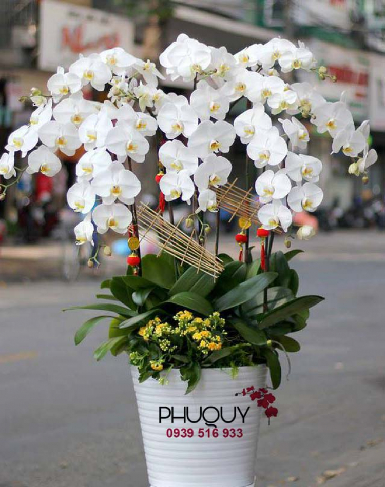 Hoalanphuquy.vn - Cửa hàng chuyên bán hoa lan hồ điệp
