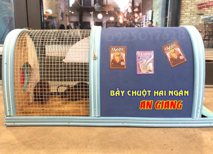 Bẫy chuột cống Bẫy chuột cống