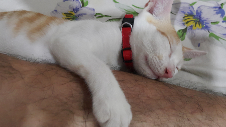 Bẫy chuột cống Bẫy chuột cống