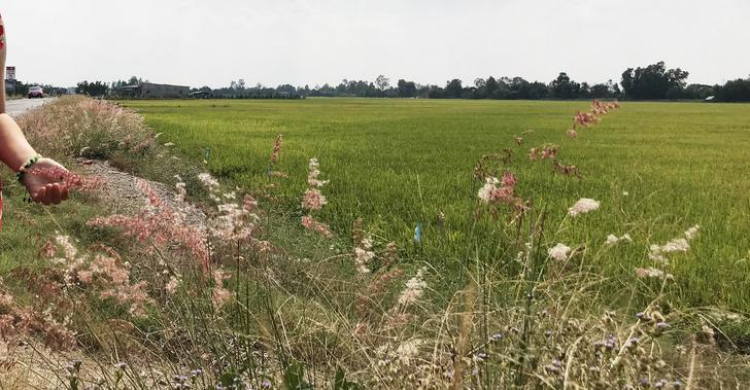 Mekong ký sự - 7 ngày vòng quanh sóng nước miền Tây với gia đình có 2 em bé nhỏ