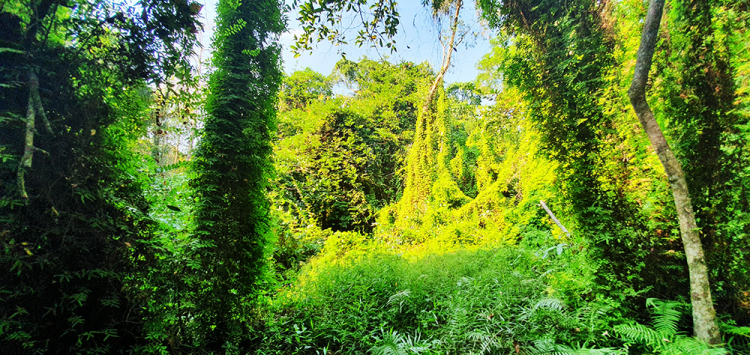 Mekong ký sự - 7 ngày vòng quanh sóng nước miền Tây với gia đình có 2 em bé nhỏ