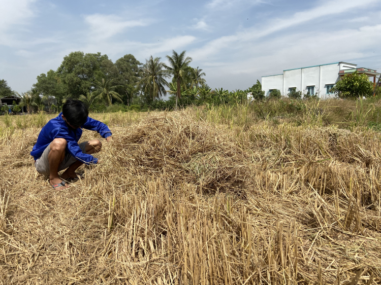 Cây thuốc chữa đau dạ dày