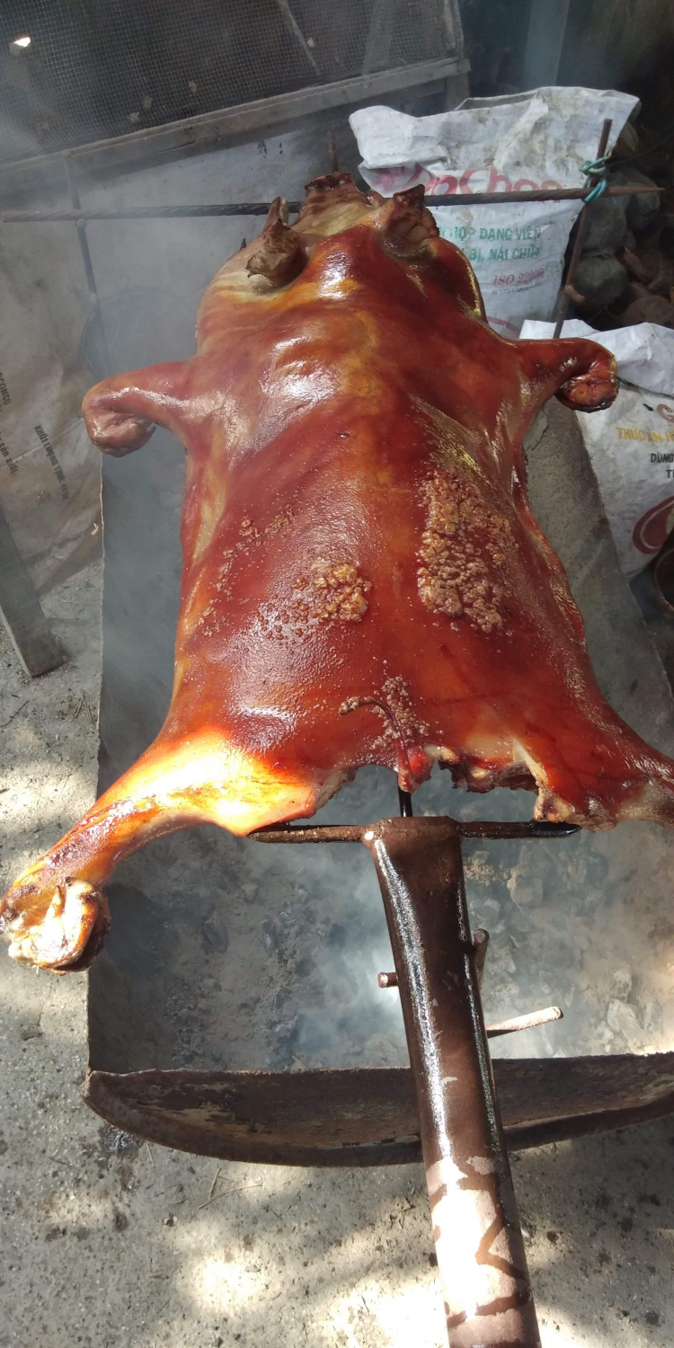 tìm chỗ mua heo rừng nguyên con ở Sài gòn? tìm chỗ mua heo rừng nguyên con ở Sài gòn?