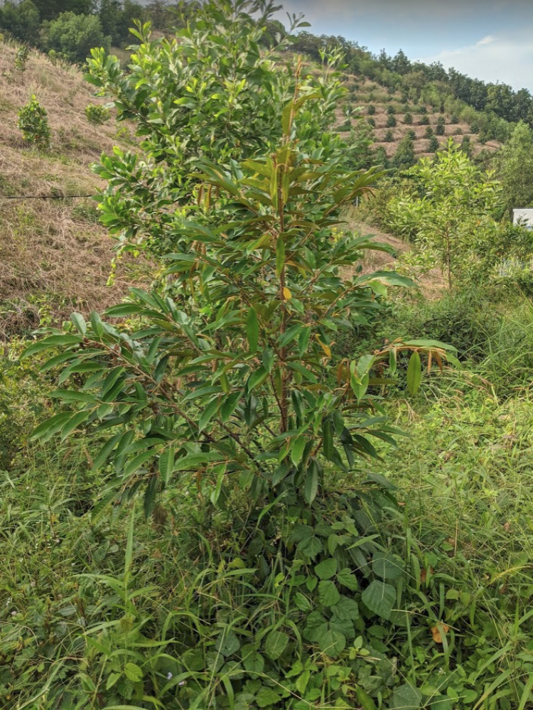 Làm nông? Sống được ko?