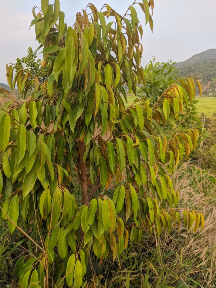 Làm nông? Sống được ko?