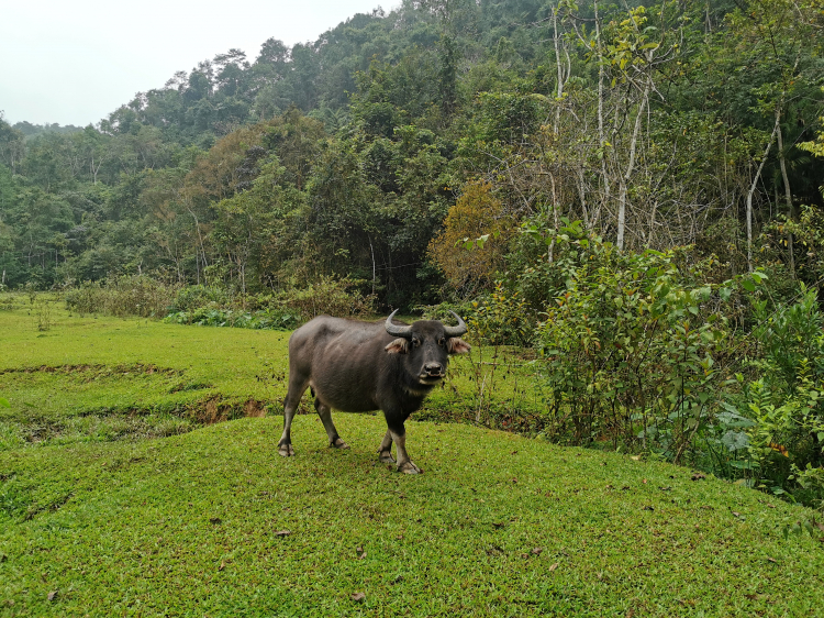 Theo dấu làng Aur