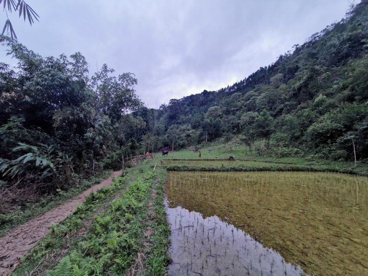 Theo dấu làng Aur