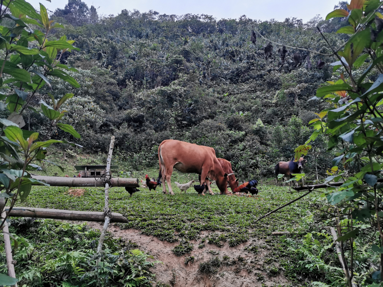 Theo dấu làng Aur