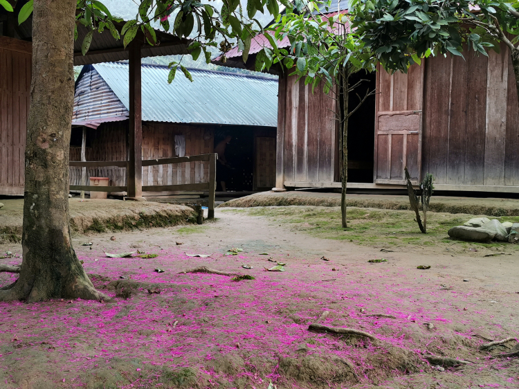 Theo dấu làng Aur