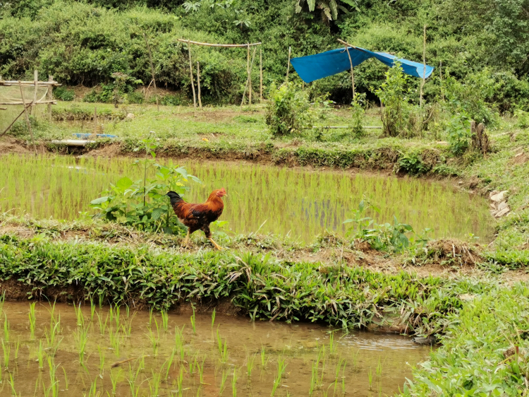 Theo dấu làng Aur