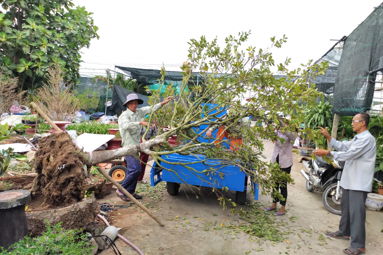 [Hết Tết] Chia sẻ cách chăm sóc mai cho Tết năm sau