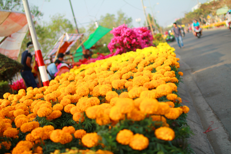 GMFCers du xuân Tết Ất Mùi GMFCers du xuân Tết Ất Mùi