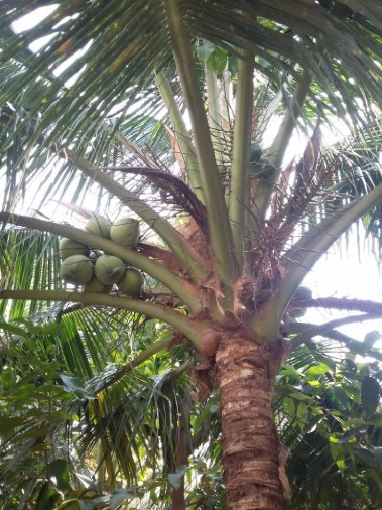 Tết Quê.