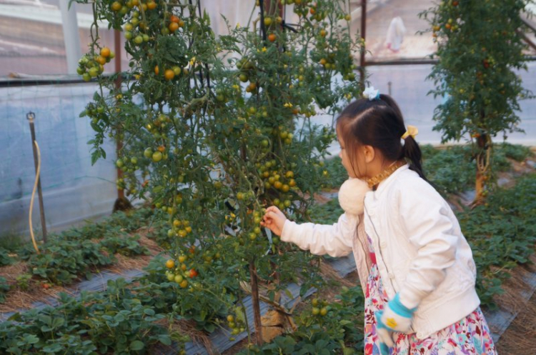 GMFCers du xuân Tết Ất Mùi GMFCers du xuân Tết Ất Mùi