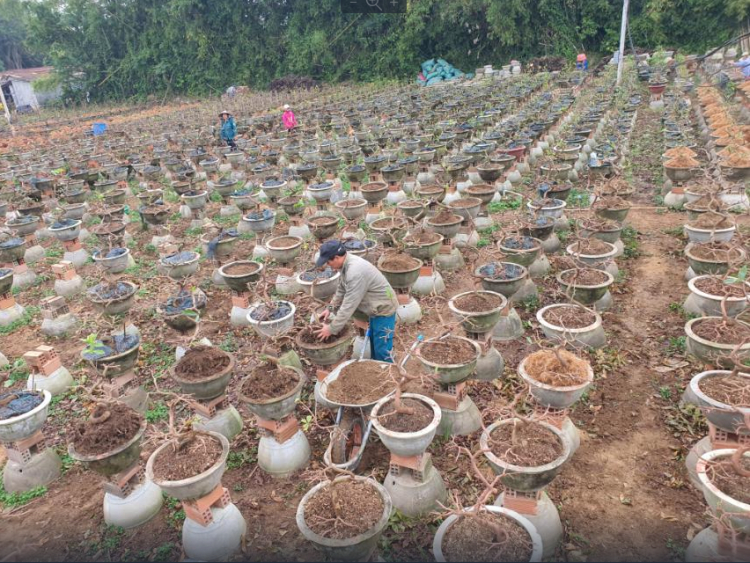 [Hết Tết] Chia sẻ cách chăm sóc mai cho Tết năm sau