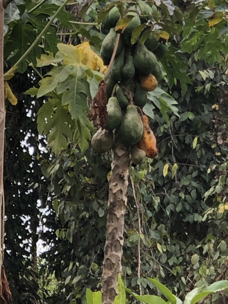 Sầu riêng trái mùa hay đầu mùa
