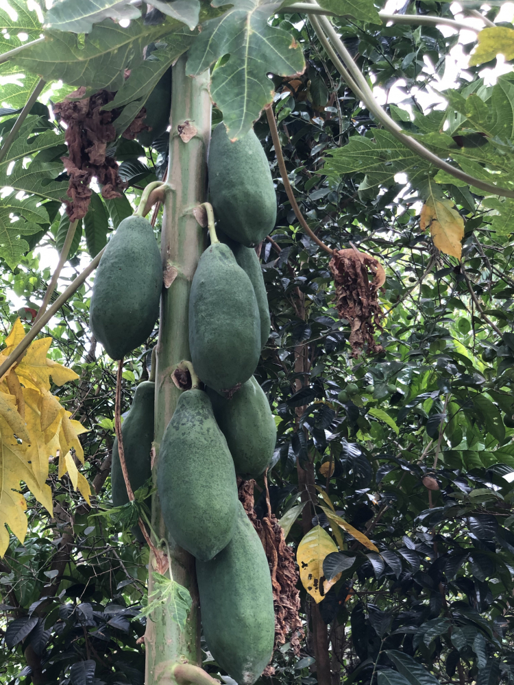 Sầu riêng trái mùa hay đầu mùa