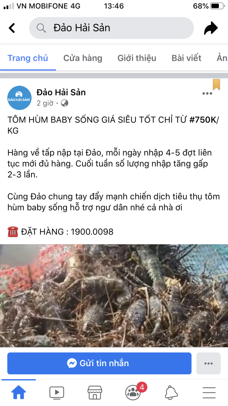 Giải cứu tôm hùm xanh