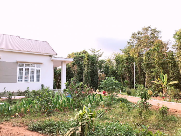 Sầu riêng trái mùa hay đầu mùa Sầu riêng trái mùa hay đầu mùa