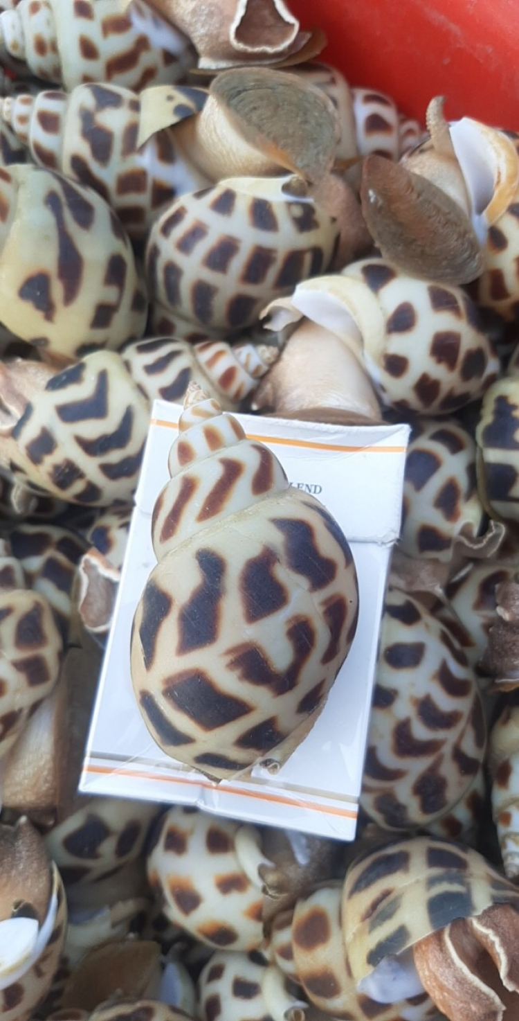 Giải cứu tôm hùm xanh