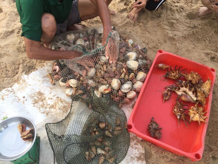Giải cứu tôm hùm xanh Giải cứu tôm hùm xanh