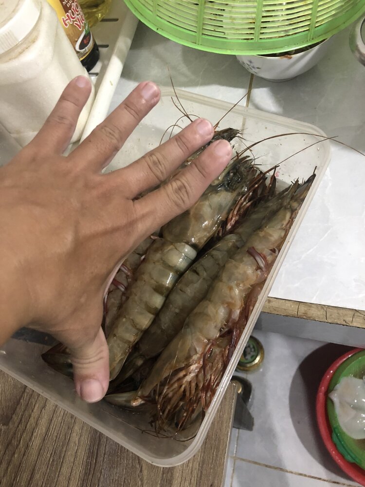 Giải cứu tôm hùm xanh Giải cứu tôm hùm xanh