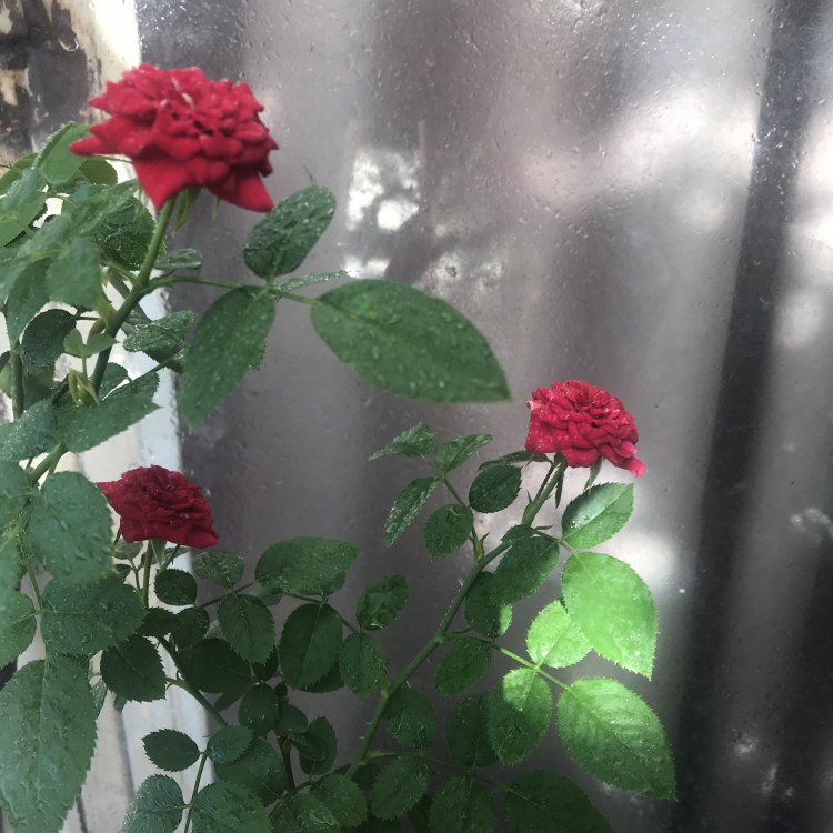 CHậu xi măng vuông vức trồng cây kiểng ở nhà , các bác chia sẻ chỗ bán nhé ! CHậu xi măng vuông vức trồng cây kiểng ở nhà , các bác chia sẻ chỗ bán nhé !