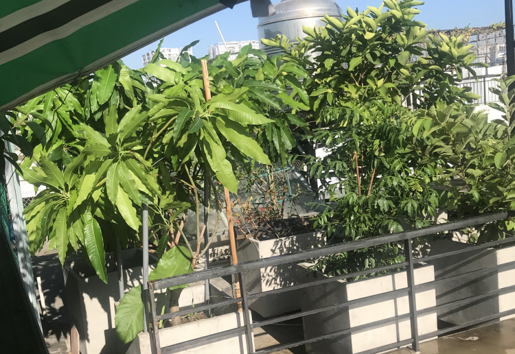 CHậu xi măng vuông vức trồng cây kiểng ở nhà , các bác chia sẻ chỗ bán nhé ! CHậu xi măng vuông vức trồng cây kiểng ở nhà , các bác chia sẻ chỗ bán nhé !
