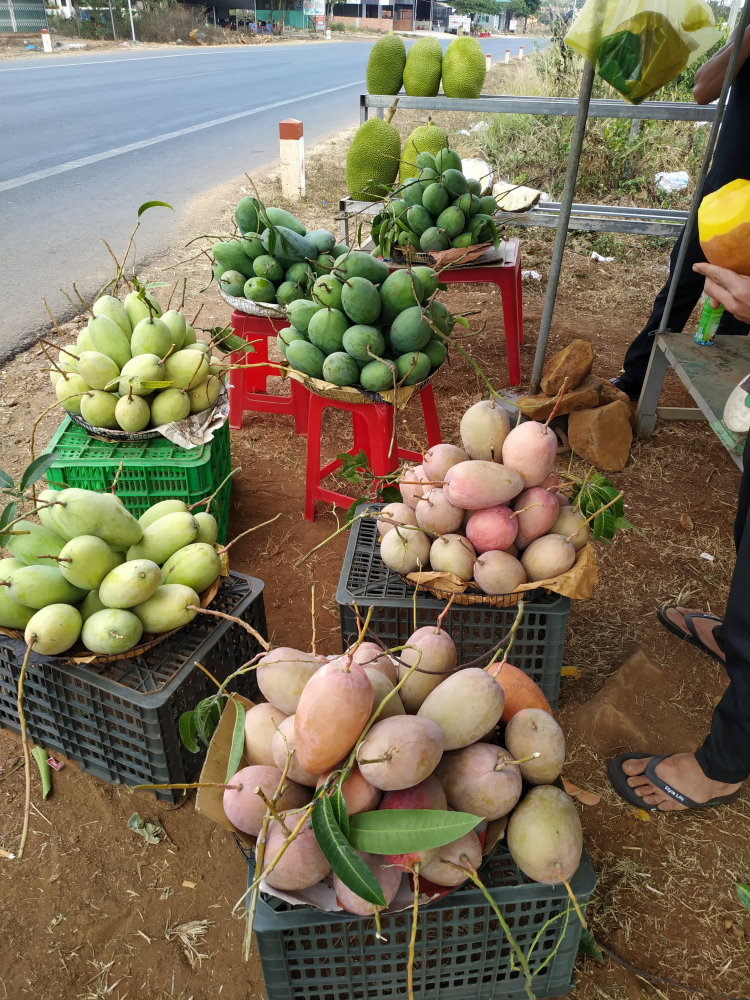 Tìm mối nhà vườn Xoài Cát Hoài Lộc