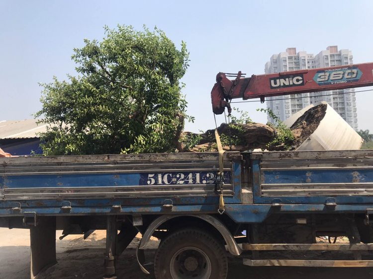 CHậu xi măng vuông vức trồng cây kiểng ở nhà , các bác chia sẻ chỗ bán nhé ! CHậu xi măng vuông vức trồng cây kiểng ở nhà , các bác chia sẻ chỗ bán nhé !