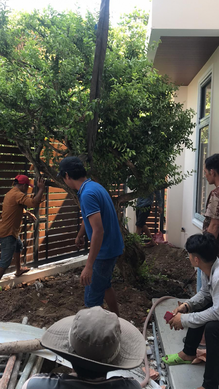 CHậu xi măng vuông vức trồng cây kiểng ở nhà , các bác chia sẻ chỗ bán nhé ! CHậu xi măng vuông vức trồng cây kiểng ở nhà , các bác chia sẻ chỗ bán nhé !