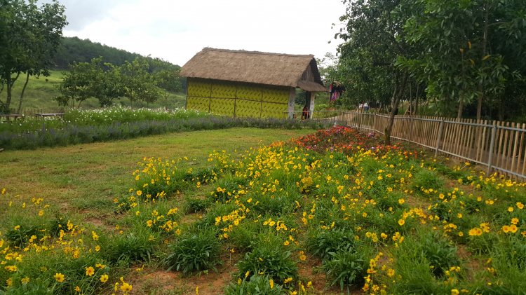 Mình mê nét đẹp của " Hoa sao nhái"