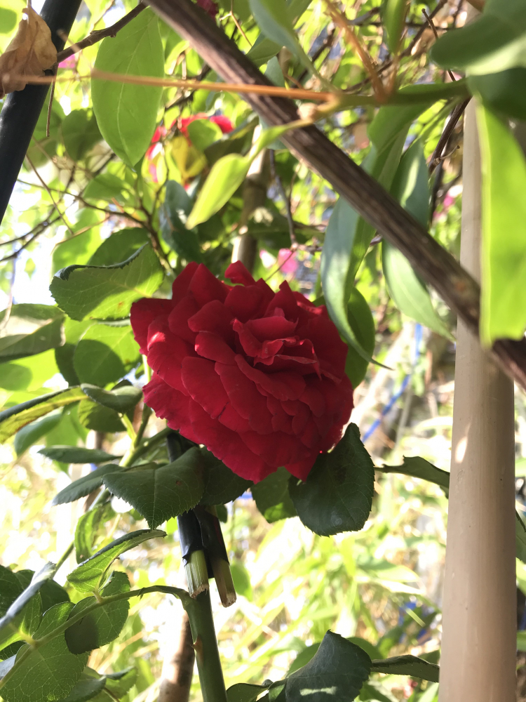 Mình mê nét đẹp của " Hoa sao nhái" Mình mê nét đẹp của " Hoa sao nhái"
