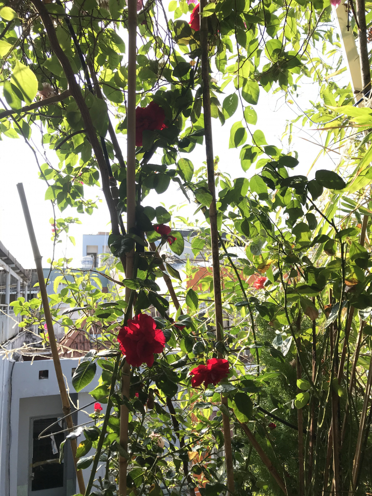 Mình mê nét đẹp của " Hoa sao nhái" Mình mê nét đẹp của " Hoa sao nhái"
