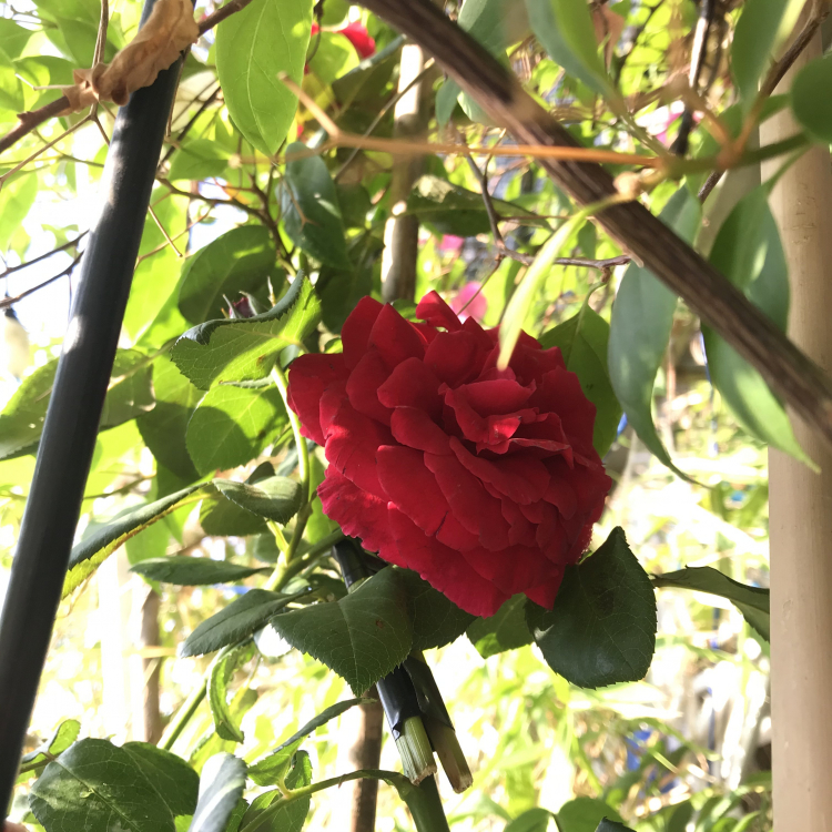 Mình mê nét đẹp của " Hoa sao nhái" Mình mê nét đẹp của " Hoa sao nhái"