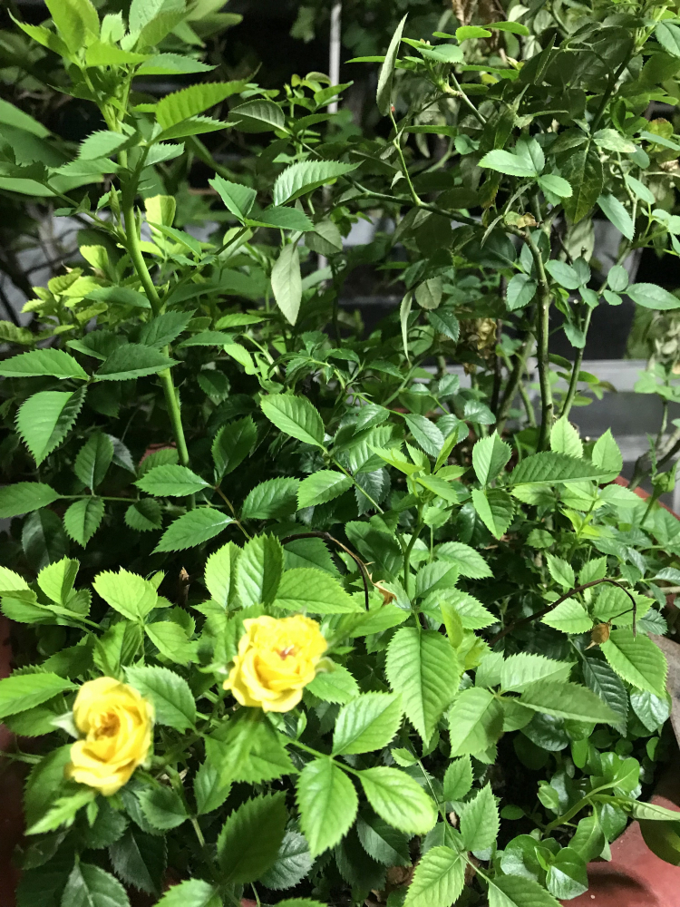 Mình mê nét đẹp của " Hoa sao nhái" Mình mê nét đẹp của " Hoa sao nhái"